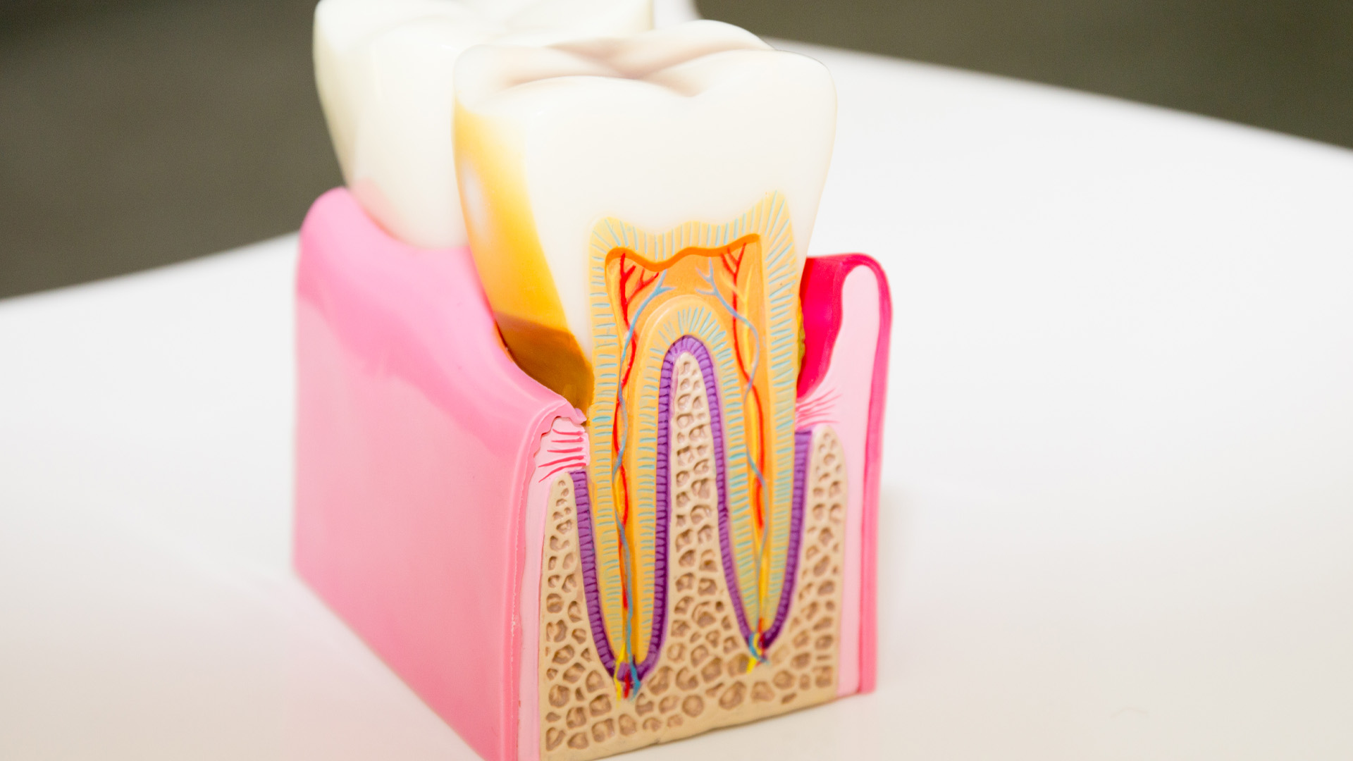 teeth anatomy